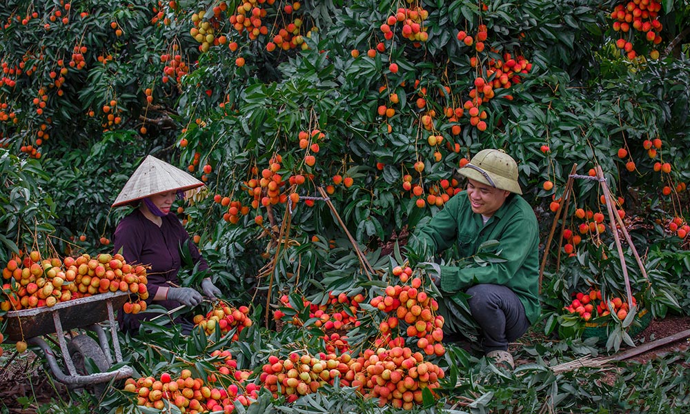 Vị ngọt của Đất